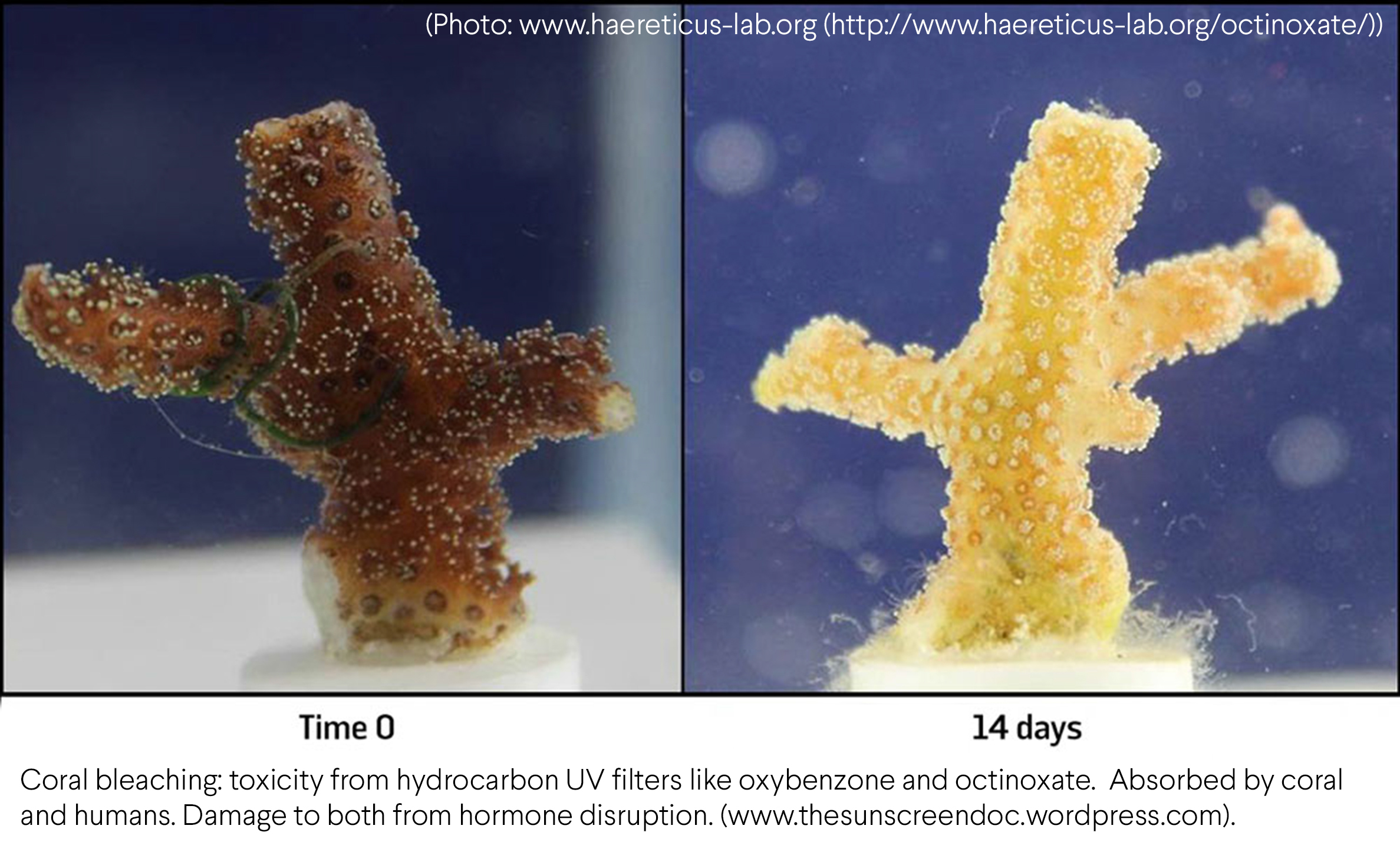 coral bleaching, reef safe sunscreen